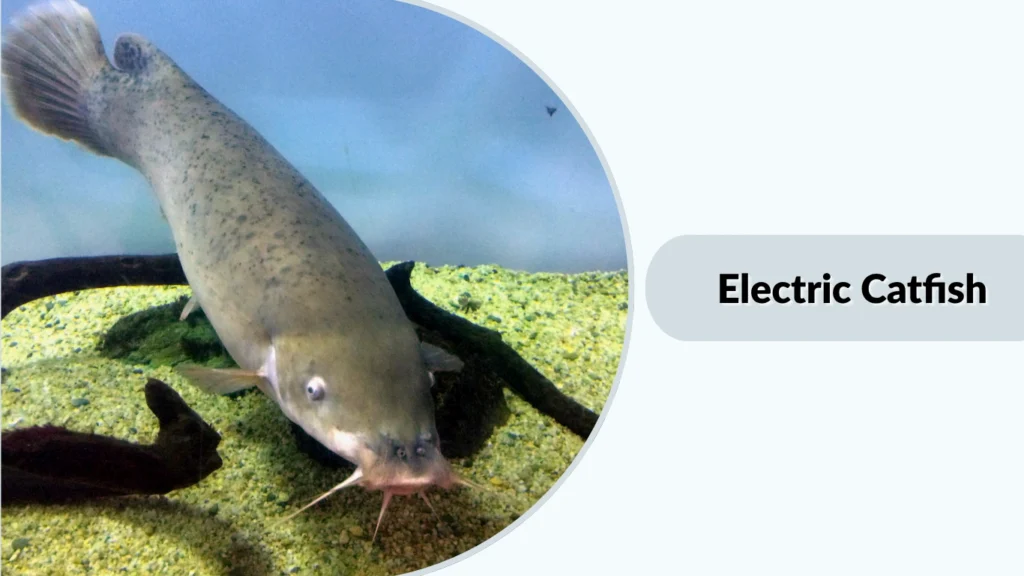 Electric Catfish