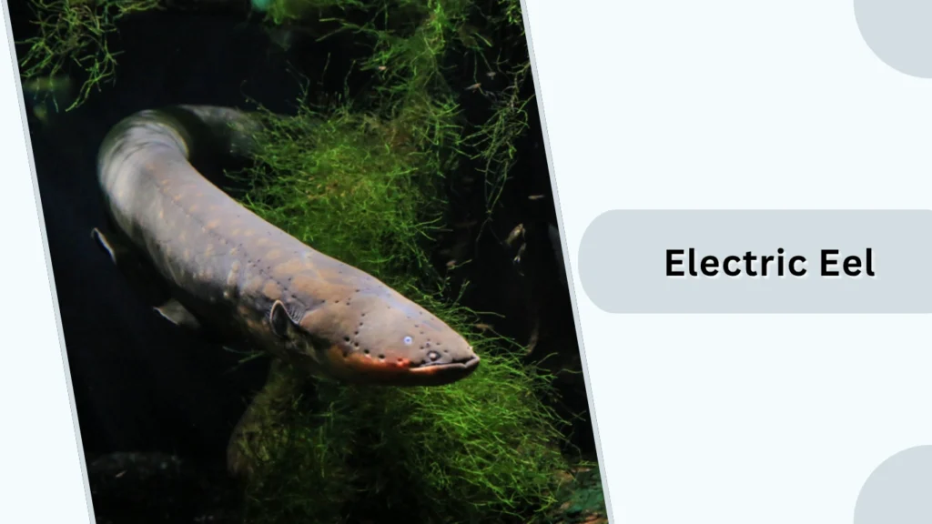 Electric Eel