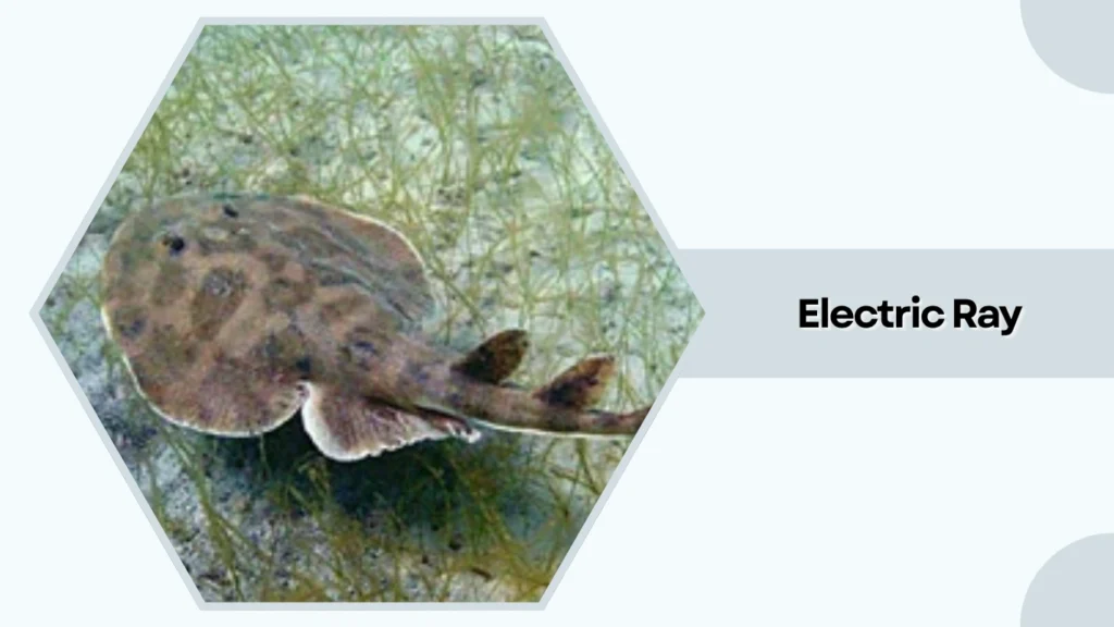 Electric Ray