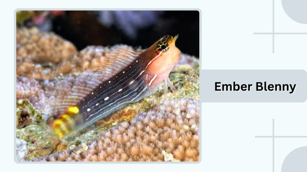 Ember Blenny