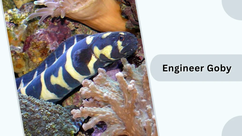 Engineer Goby
