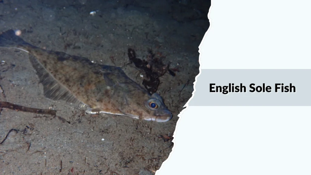 English Sole Fish