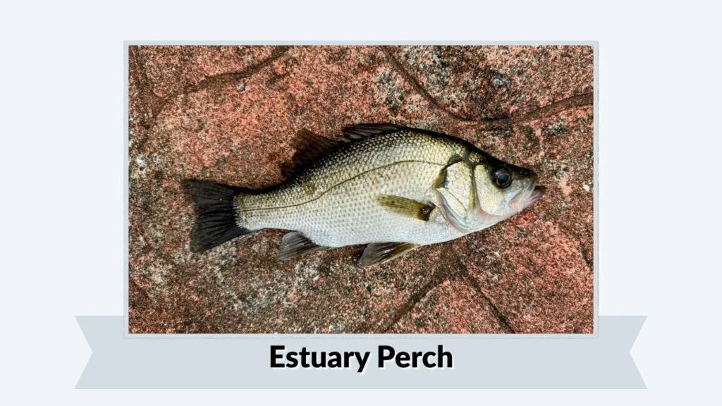 Estuary Perch