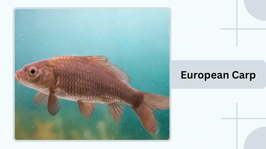 European Carp