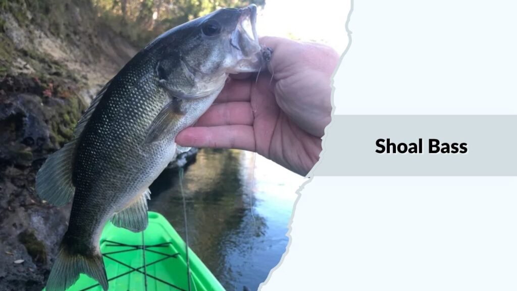 Shoal Bass