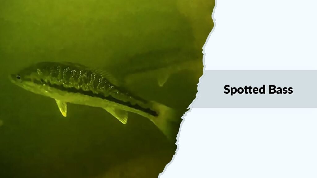 Spotted Bass