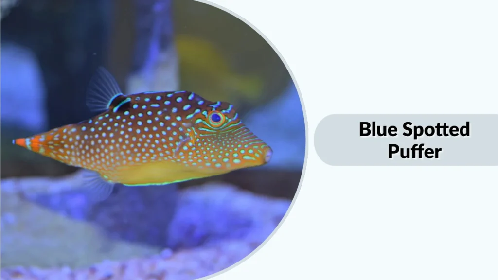 Blue Spotted Puffer