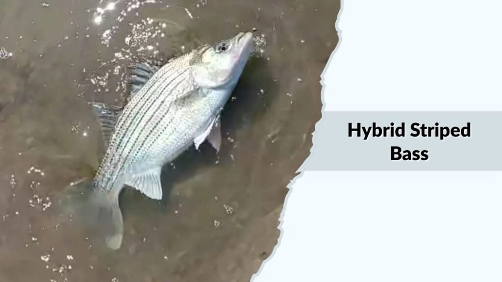 Hybrid Striped Bass