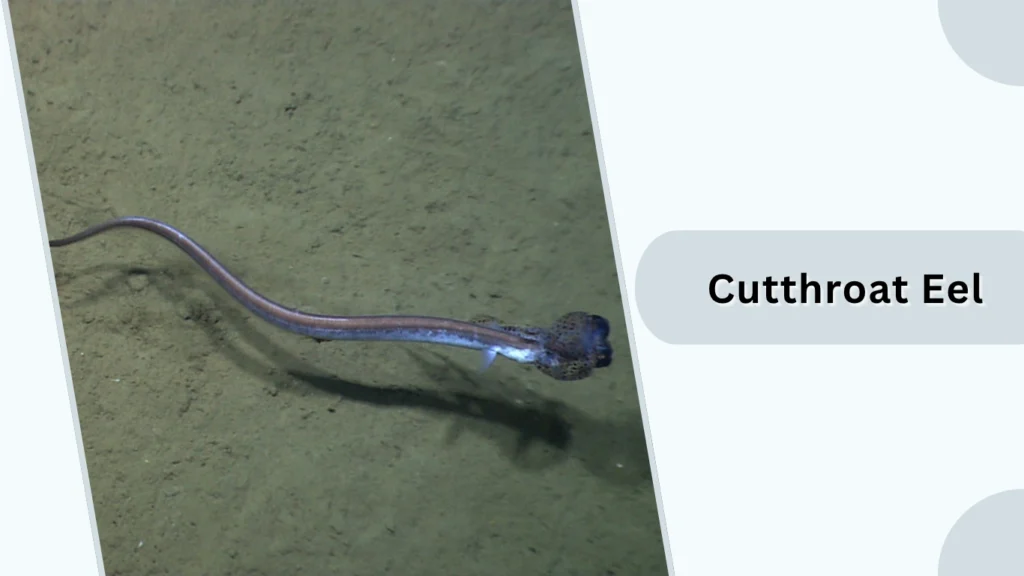 Cutthroat Eel