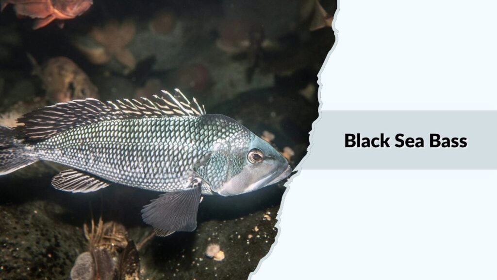 Black Sea Bass