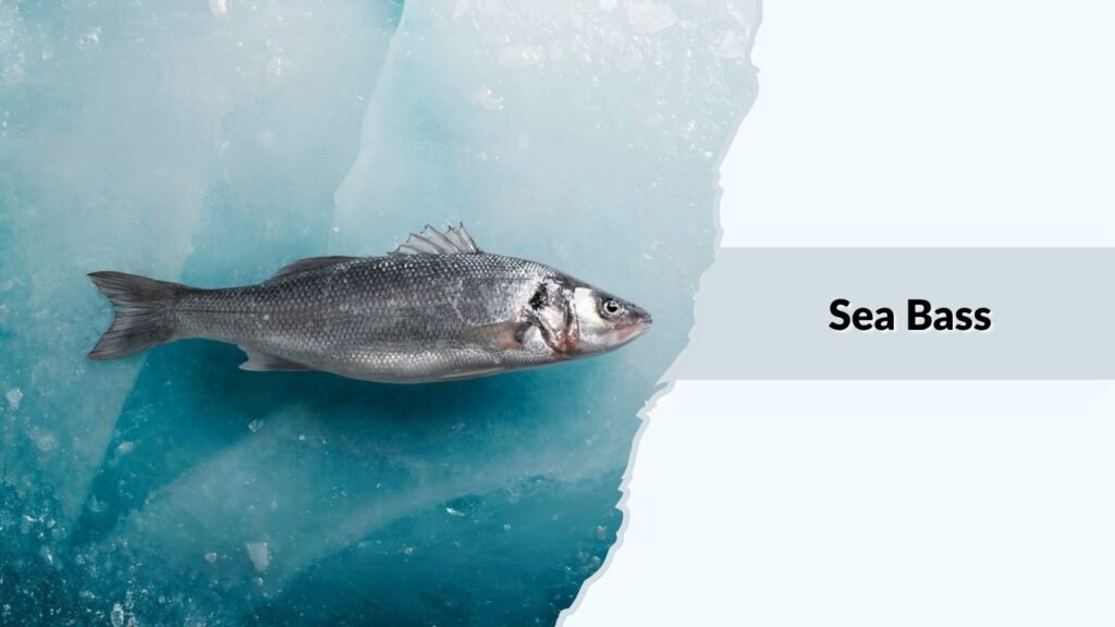 Sea Bass