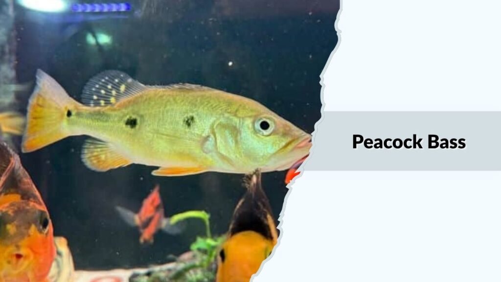 Peacock Bass