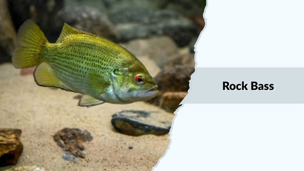 Rock Bass