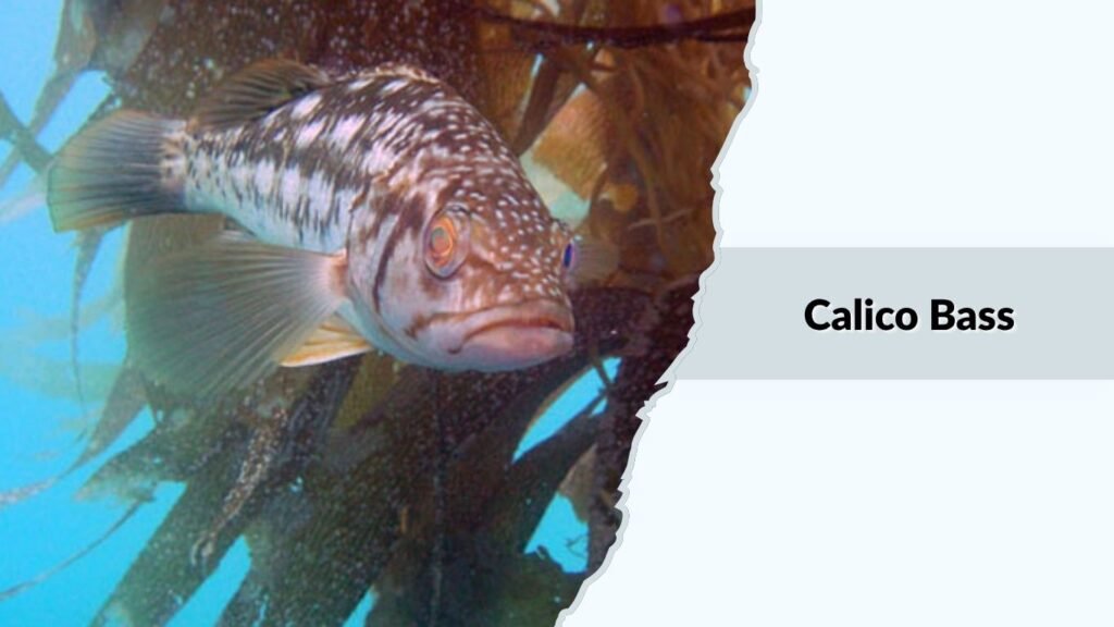 Calico Bass