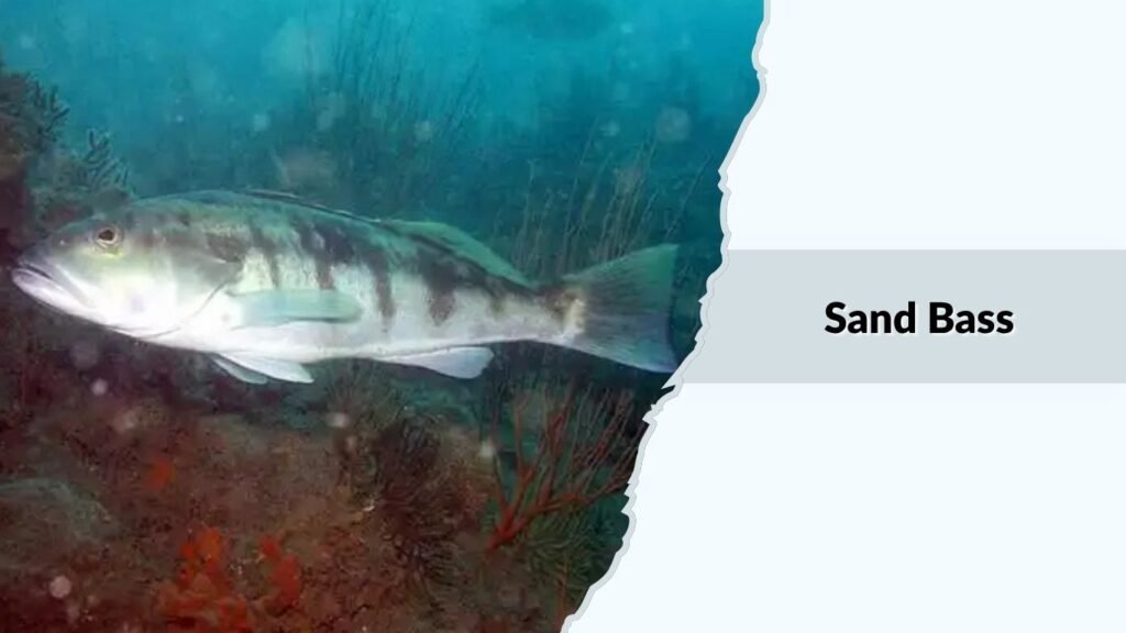 Sand Bass