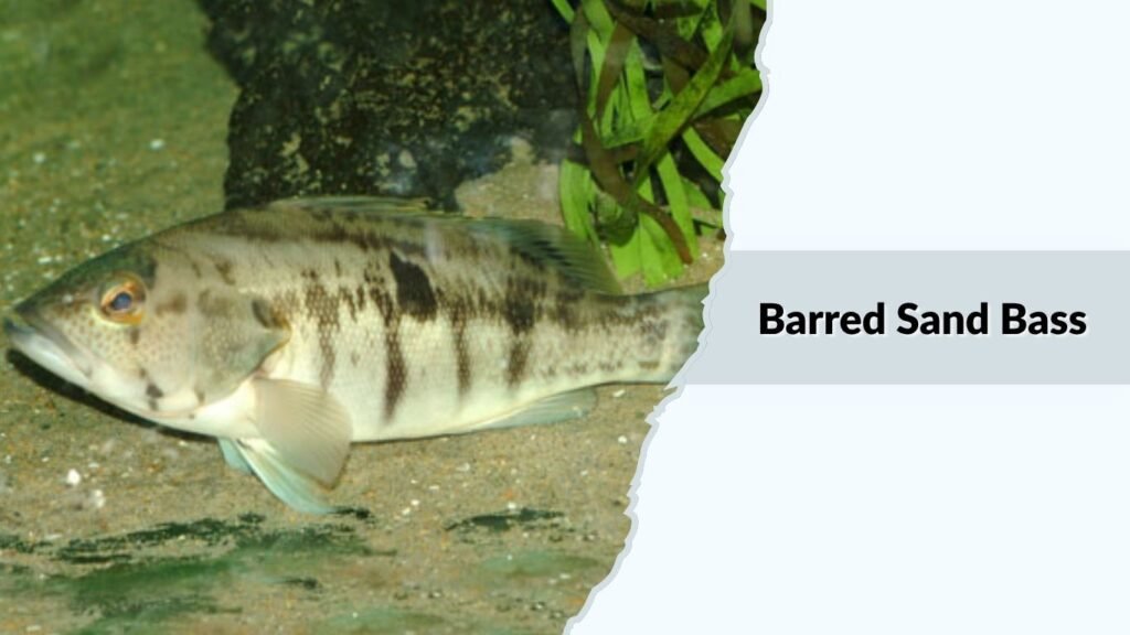Barred Sand Bass