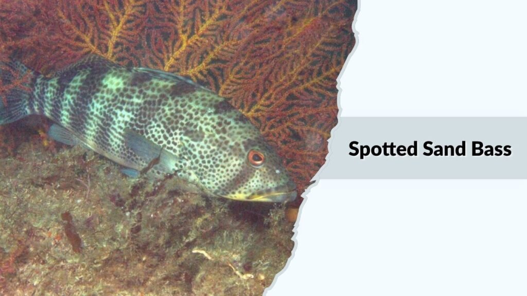 Spotted Sand Bass