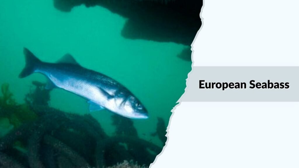 European Seabass