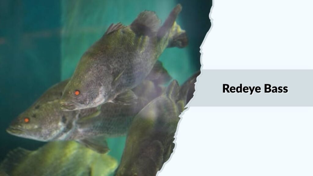 Redeye Bass