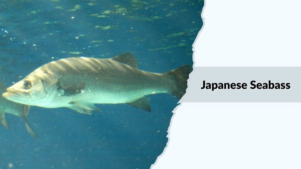 Japanese Seabass