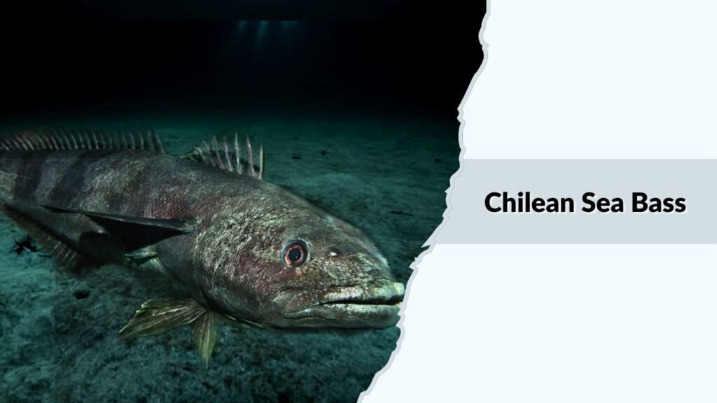 Chilean Sea Bass