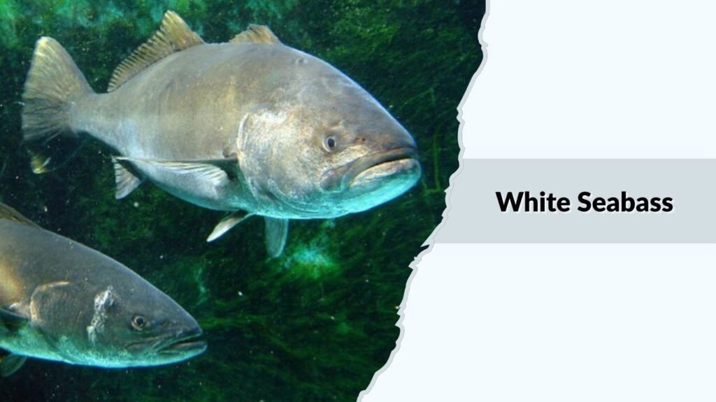 White Seabass