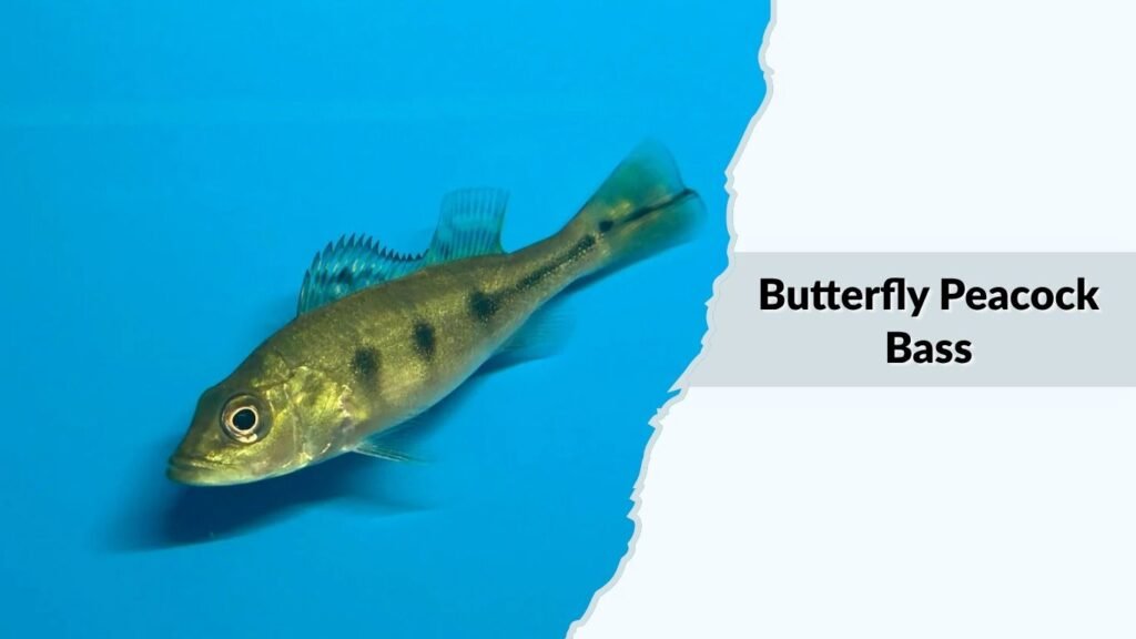 Butterfly Peacock Bass