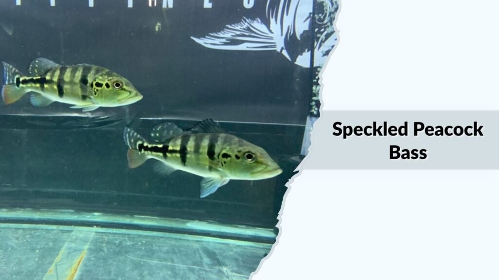 Speckled Peacock Bass