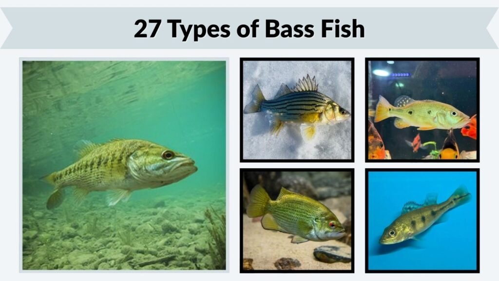 27 Types of Bass Fish: Different Species Identification & Pictures