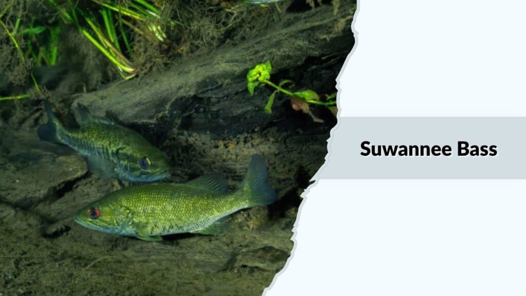 Suwannee Bass