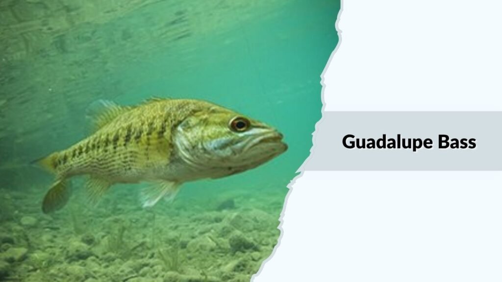 Guadalupe Bass