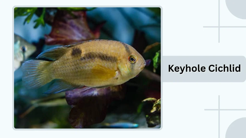 Keyhole Cichlid
