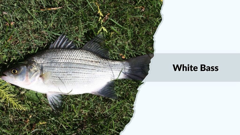 White Bass