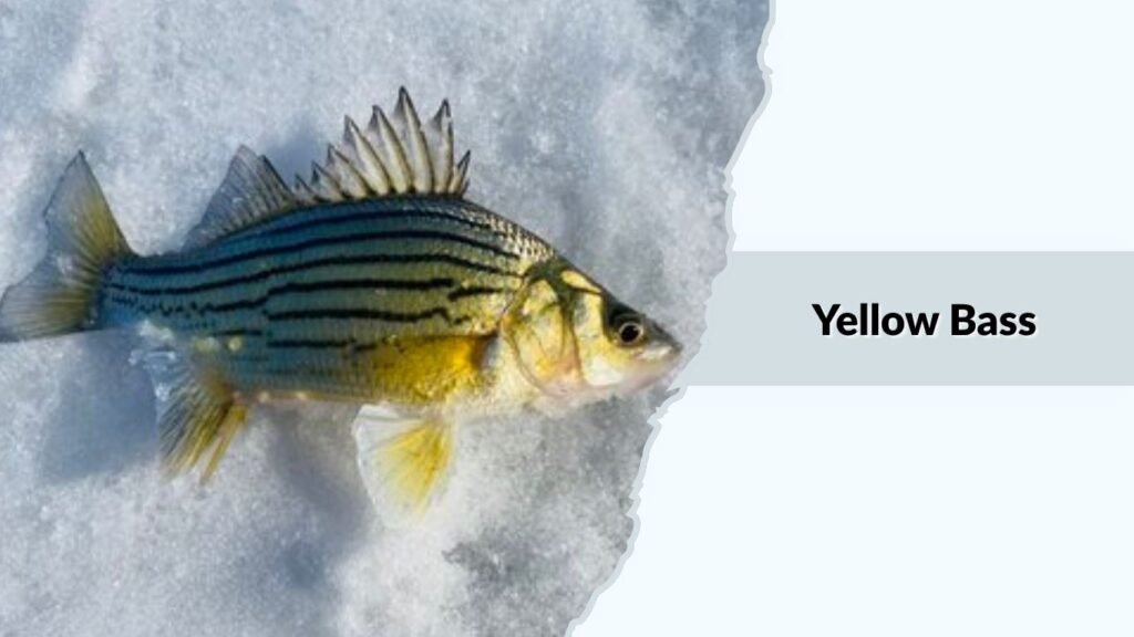 Yellow Bass