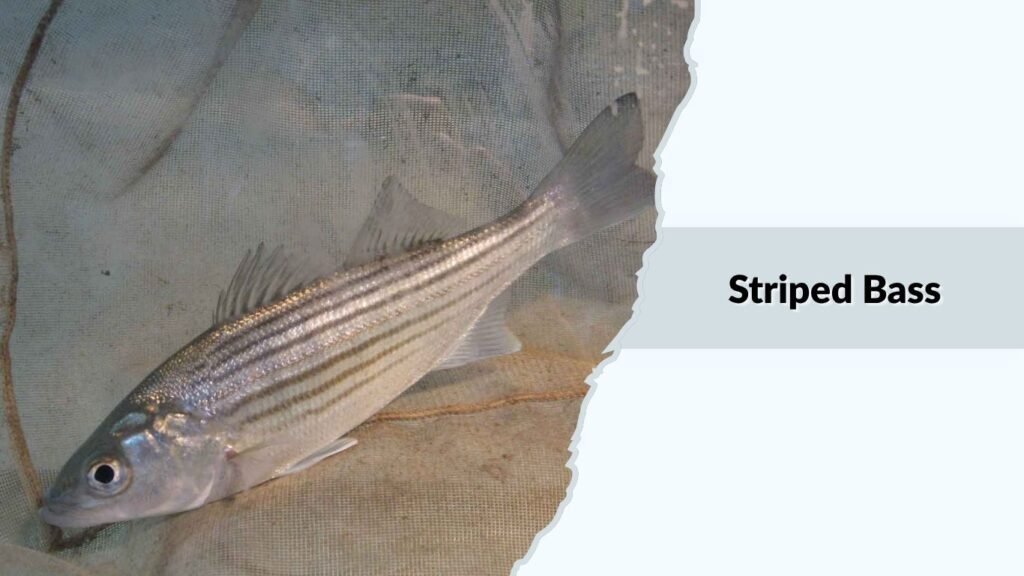 Striped Bass