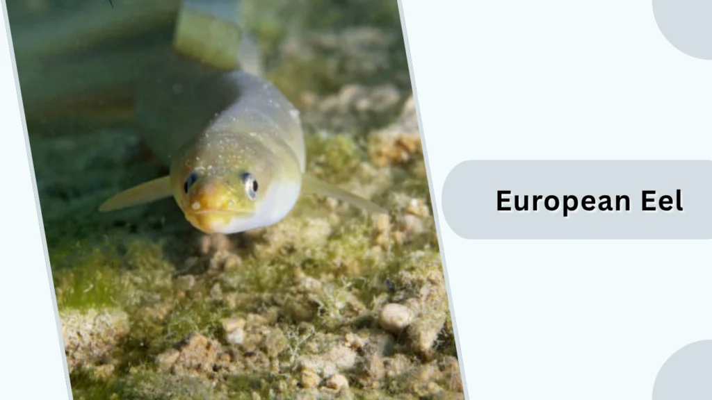 European Eel