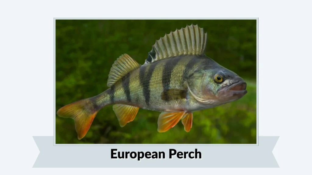 European Perch