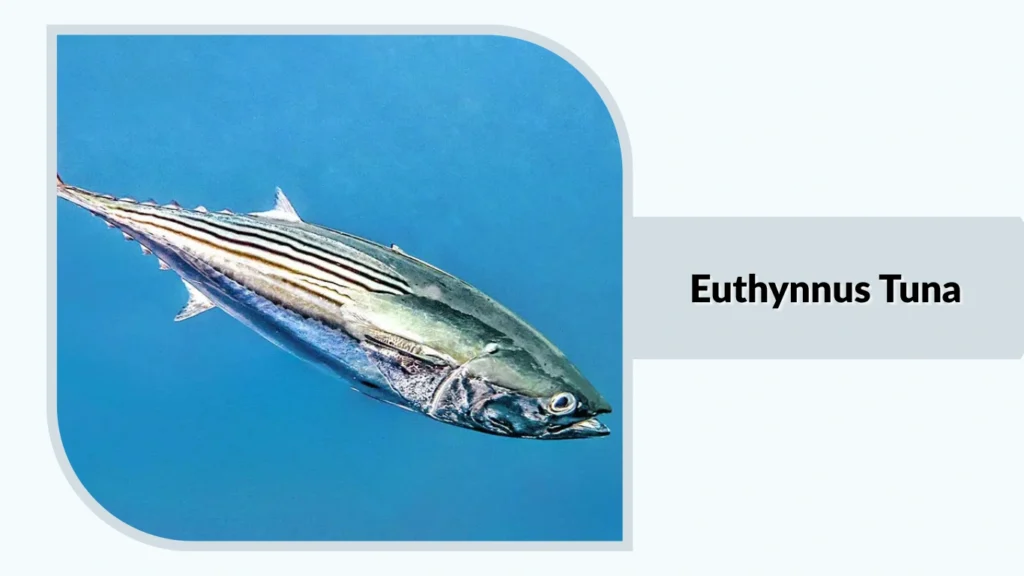 Euthynnus Tuna