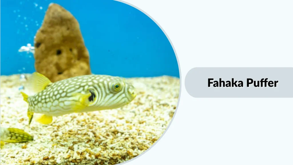 Fahaka Puffer