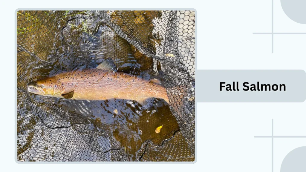 Fall Salmon