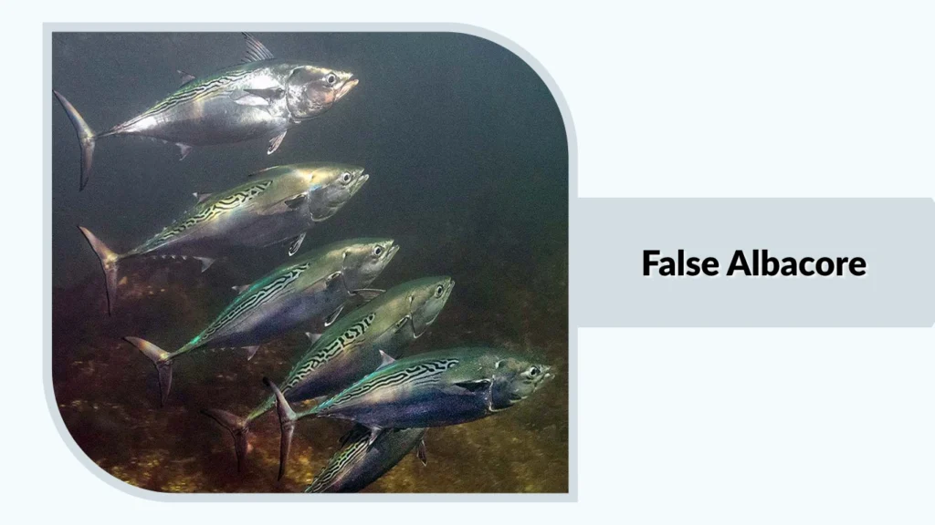False Albacore