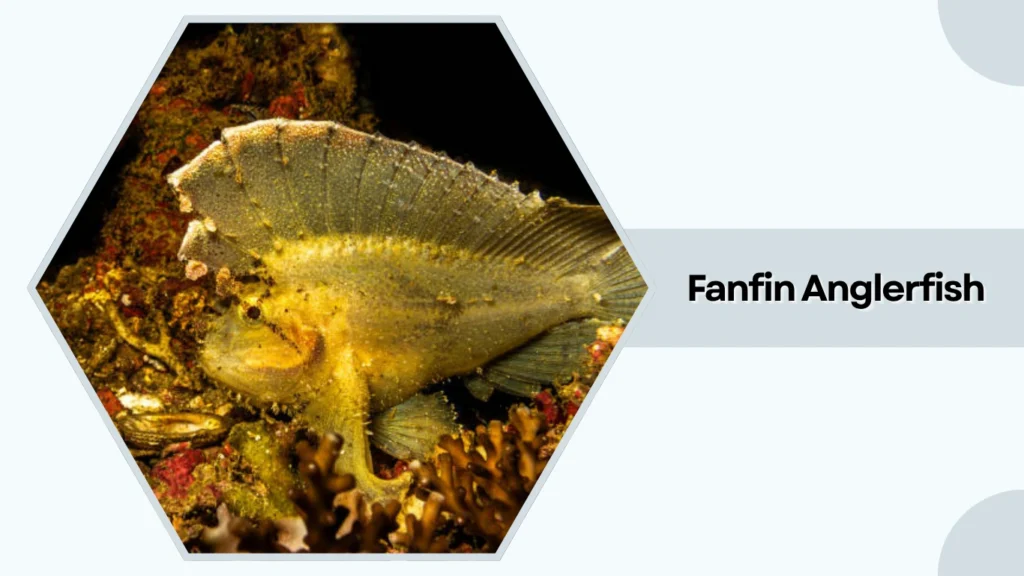 Fanfin Anglerfish