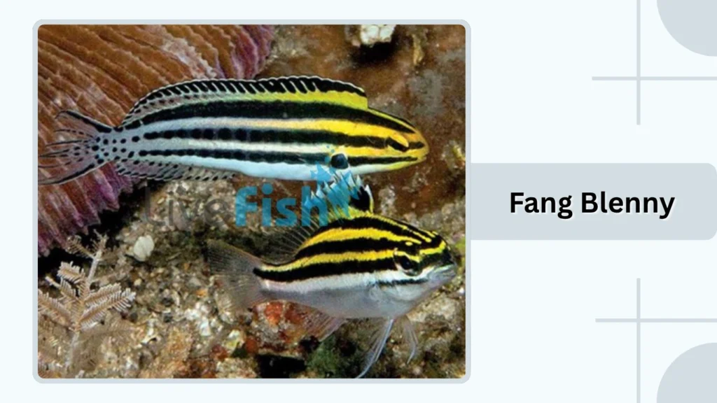 Fang Blenny