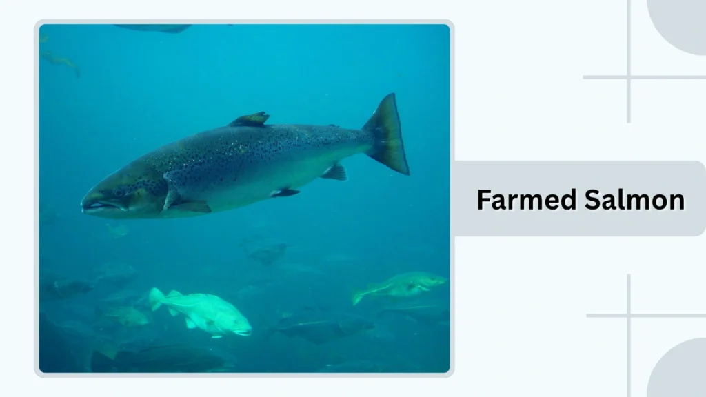 Farmed Salmon