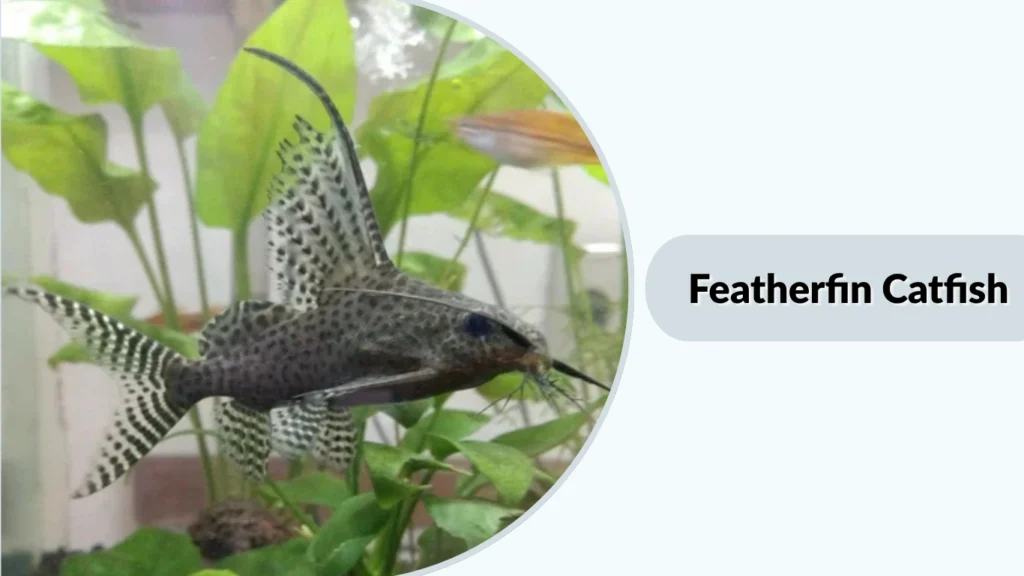 Featherfin Catfish