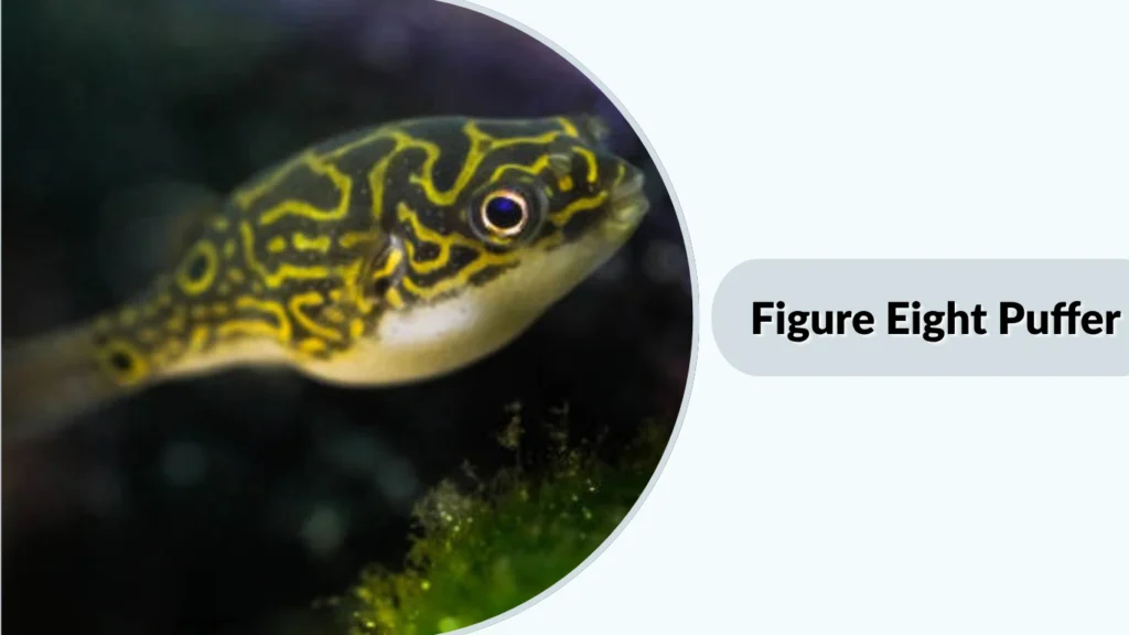 Figure Eight Puffer