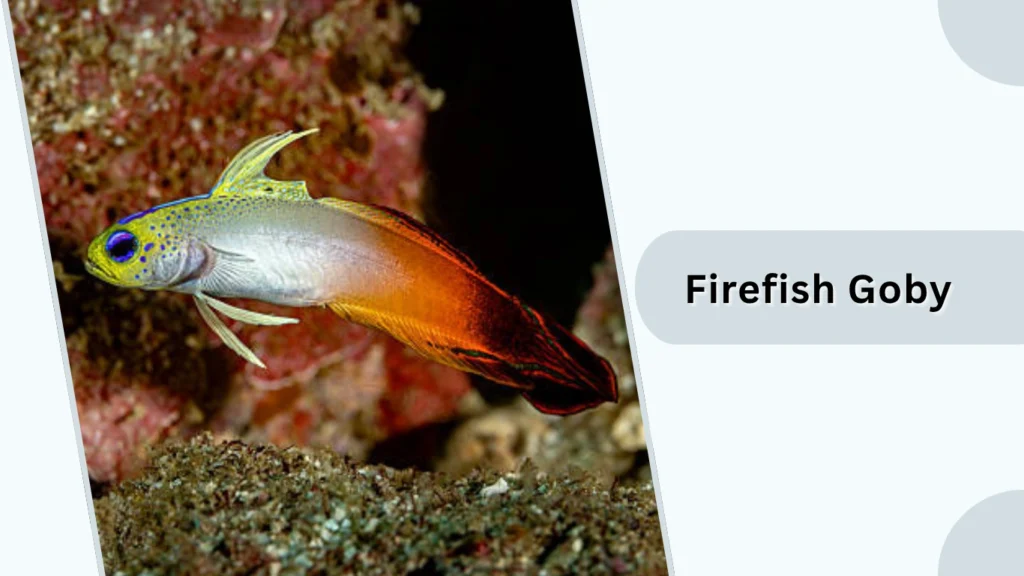 Firefish Goby