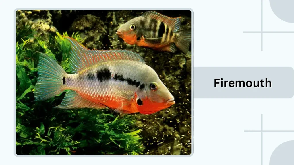 Firemouth