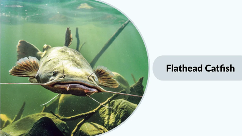 Flathead Catfish
