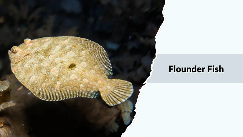 Flounder Fish